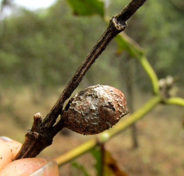 Silktassel, GARRYA LAURIFOLIA, dried-up fruit still on tree