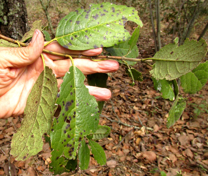 Silktassel, GARRYA LAURIFOLIA, last season's leaves