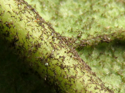 Silktassel, GARRYA LAURIFOLIA, hairs on leaf's lower surface