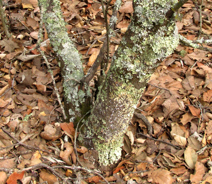 Silktassel, GARRYA LAURIFOLIA, bark on trunk