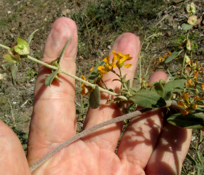 GAUDICHAUDIA CYNANCHOIDES, stem, leaves, flowers and fruits