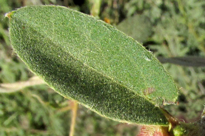 GAUDICHAUDIA CYNANCHOIDES, leaf