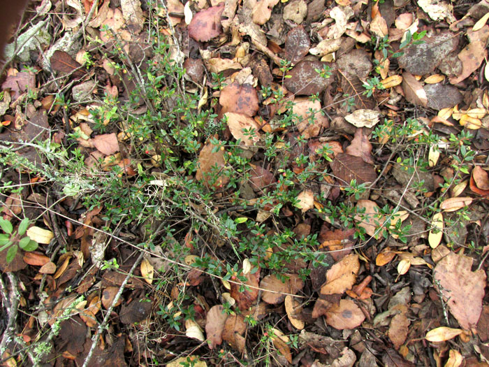 Snowberry, GAULTHERIA MYRSINOIDES, form and habitat