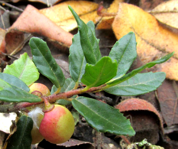 Snowberry, GAULTHERIA MYRSINOIDES, leaves & ripening fruit