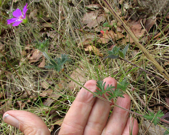 GERANIUM POTENTILLIFOLIUM, flowering plant in habitat