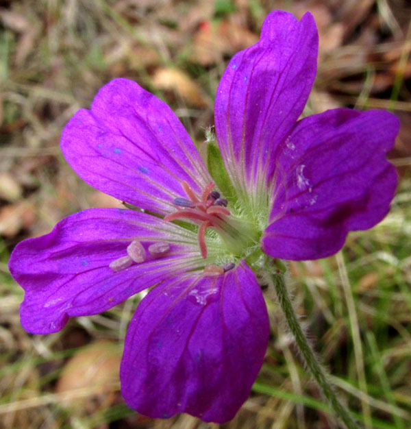 GERANIUM POTENTILLIFOLIUM, flower from front