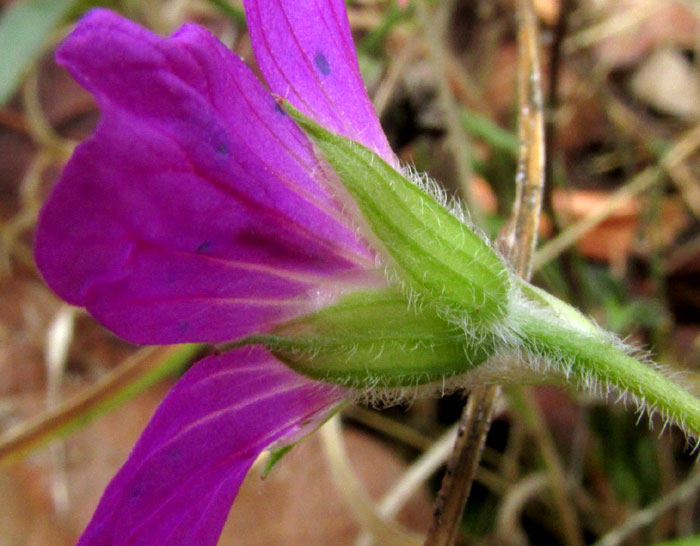 GERANIUM POTENTILLIFOLIUM, flower from side showing sepals