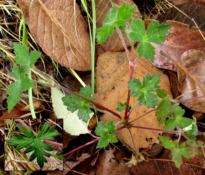 GERANIUM POTENTILLIFOLIUM, leaves, basal and stem