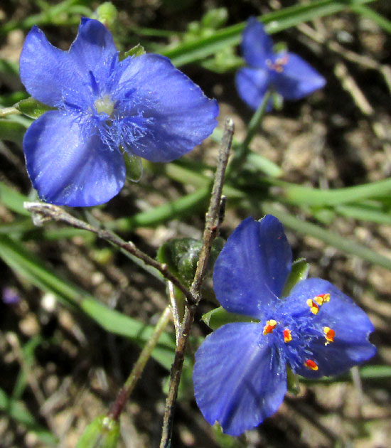 GIBASIS VENUSTULA, flowers close-up