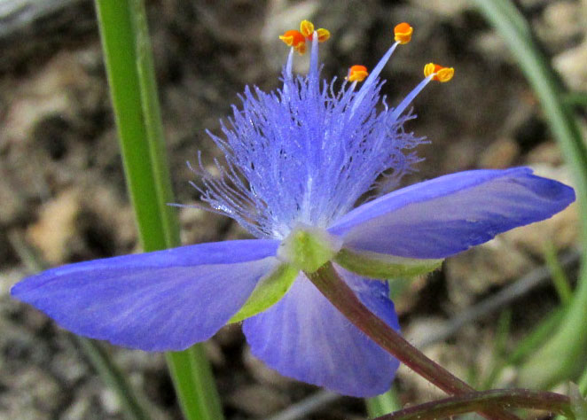 GIBASIS VENUSTULA, flower side view showing stamens with hairy filaments