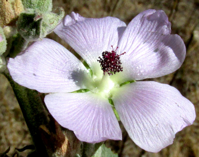 Narrowleaf Globemallow, SPHAERALCEA ANGUSTIFOLIA, flower