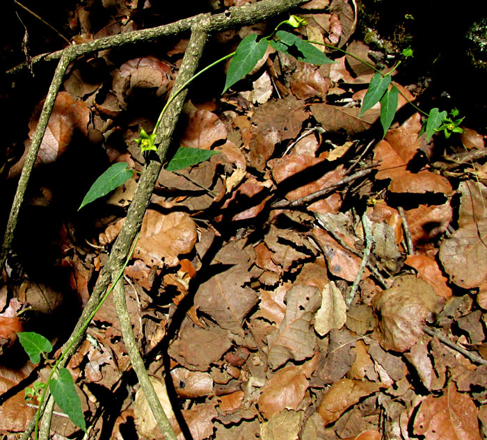 GONOLOBUS UNIFLORUS, vine in habitat