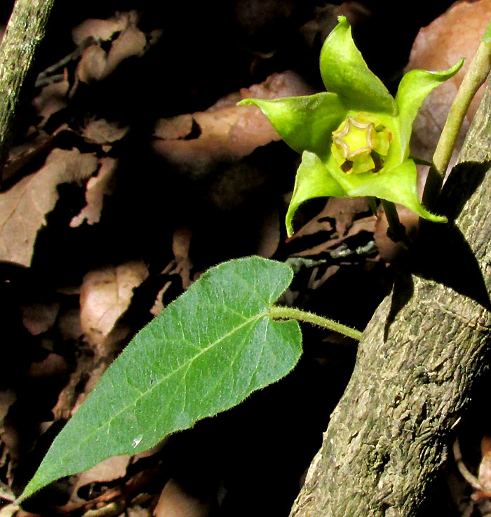 GONOLOBUS UNIFLORUS, flower and leaf