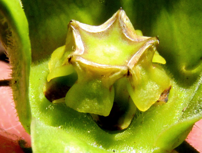 GONOLOBUS UNIFLORUS, flower close-up