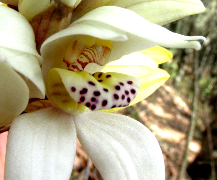 GOVENIA CAPITATA, flower from front