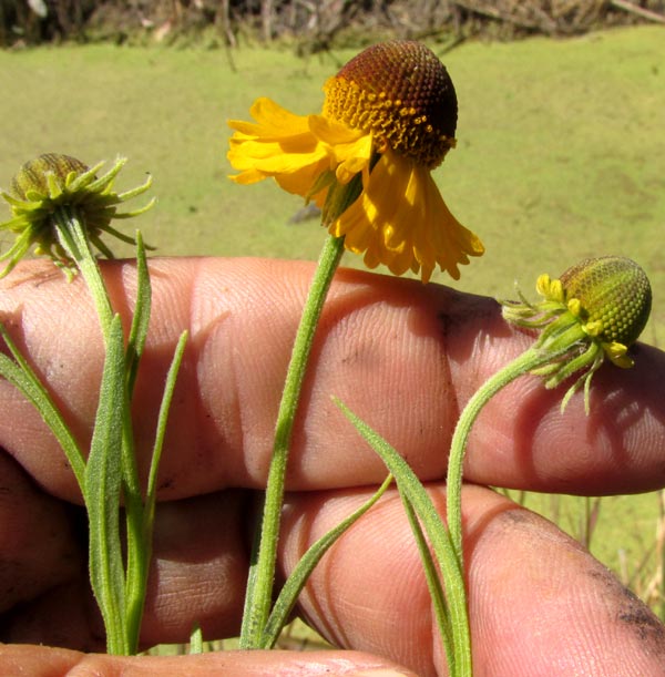 'Mexican Sneezeweed' or Cabezona, HELENIUM MEXICANUM, flowering heads and different stages of development