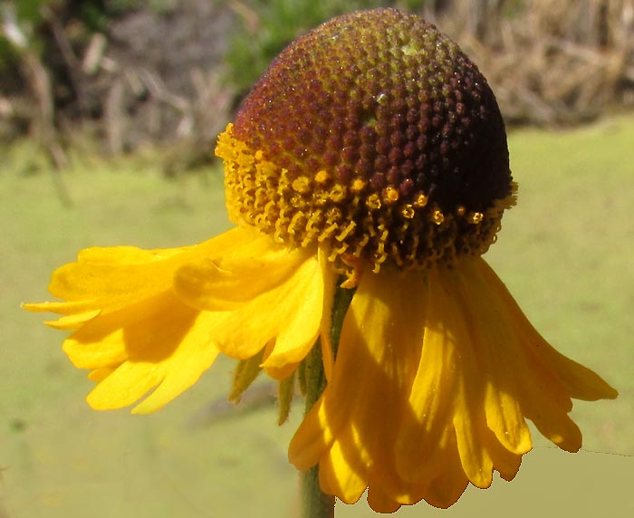 'Mexican Sneezeweed' or Cabezona, HELENIUM MEXICANUM, flowering head