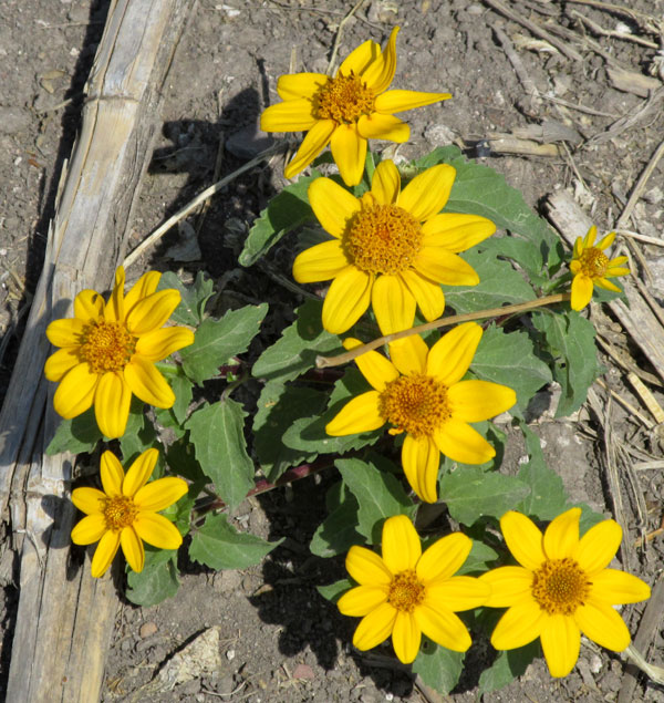 Cabezona, HELIOPSIS ANNUA, weed in fallow cornfield