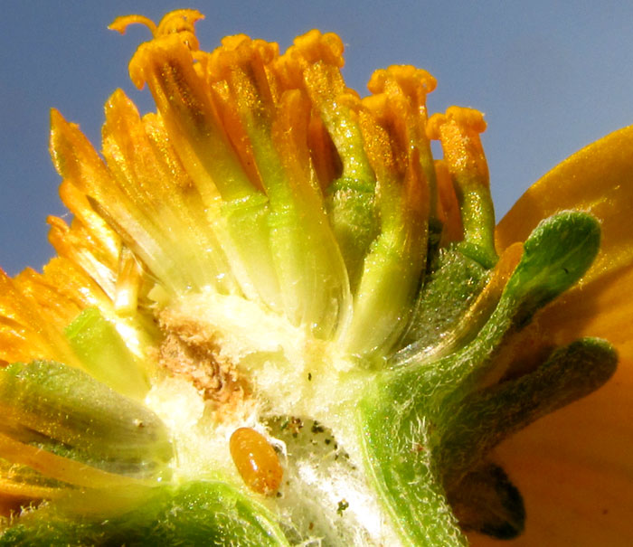 Cabezona, HELIOPSIS ANNUA, section of capitulum showing disc achenes without a pappus but with paleae