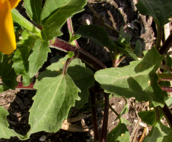 Cabezona, HELIOPSIS ANNUA, leaves & stem