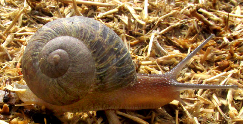 Garden Snail, HELIX ASPERSA