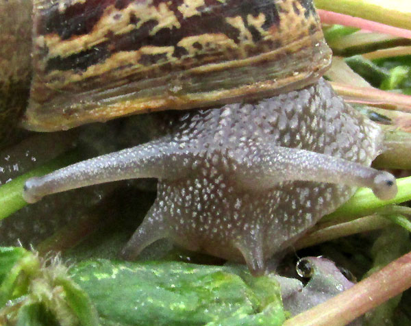 Garden Snail, HELIX ASPERSA, head