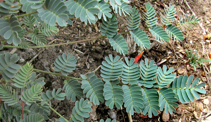 HOFFMANNSEGGIA OXYCARPA subsp. ARIDA, leaves