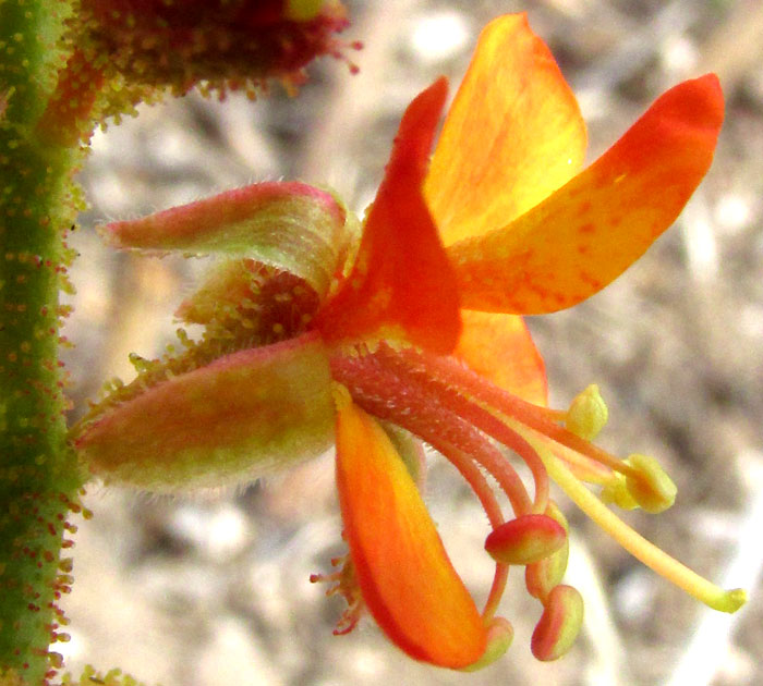 HOFFMANNSEGGIA OXYCARPA subsp. ARIDA, flower, side view