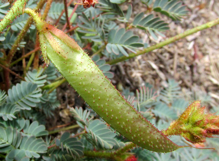 HOFFMANNSEGGIA OXYCARPA subsp. ARIDA, immature legume with black-tipped glandular hairs