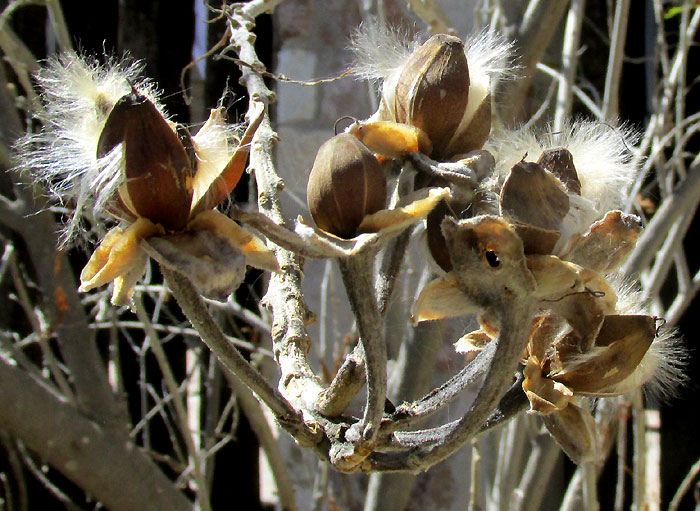 Cazahuate, IPOMOEA MURUCOIDES, pods with escaping seeds