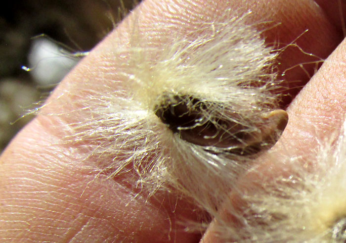Cazahuate, IPOMOEA MURUCOIDES, seed with hairs attached