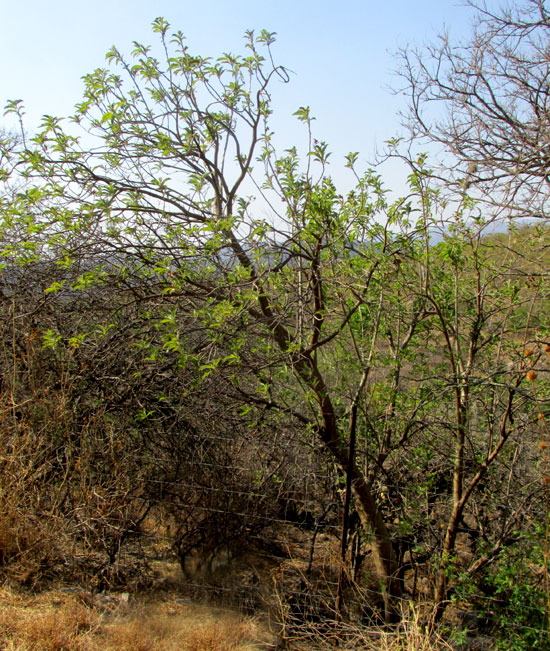 Cazahuate, IPOMOEA MURUCOIDES, tree in habitat, sprouting stems & leaves at end of dry season