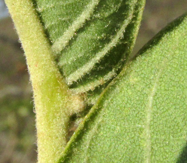 Cazahuate, IPOMOEA MURUCOIDES, hairy leaf undersurfaces