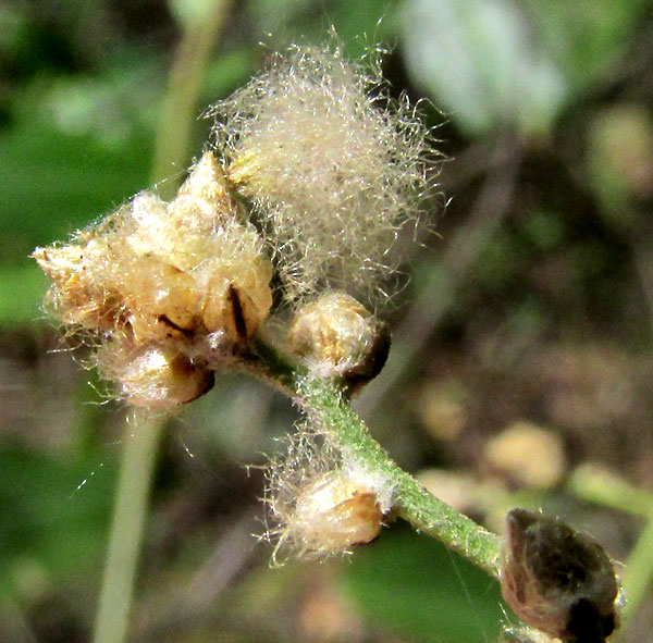 IRESINE LATIFOLIA, flower buds with hairy bracts