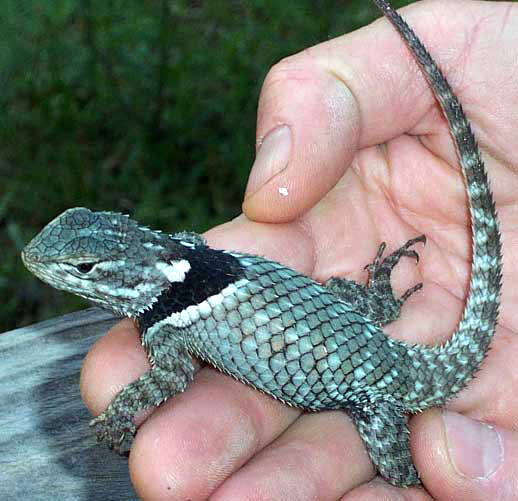 Cleft Lizard, SCELOPORUS MUCRONATUS
