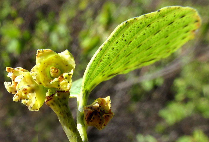 Humboldt Coyotillo, KARWINSKIA HUMBOLDTIANA, flowers & leaf, all spotted