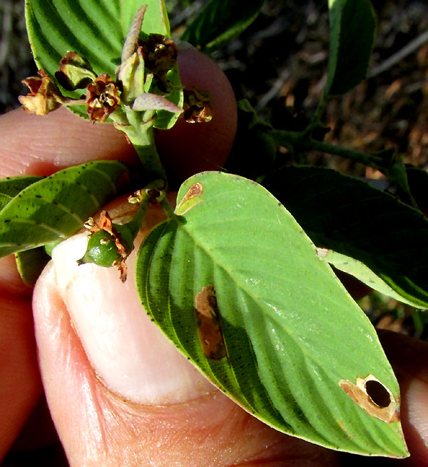 Humboldt Coyotillo, KARWINSKIA HUMBOLDTIANA, immature fruit & leaf
