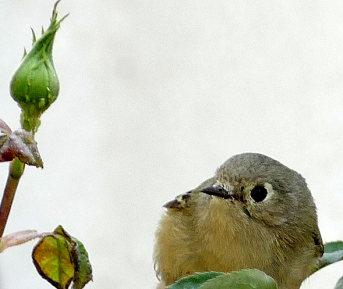 Ruby-crowned Kinglet, REGULUS CALENDULA, looking at aphids on a rose bud