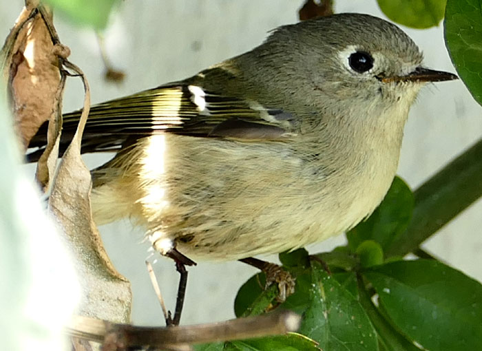 Ruby-crowned Kinglet, REGULUS CALENDULA, with partly severed leg