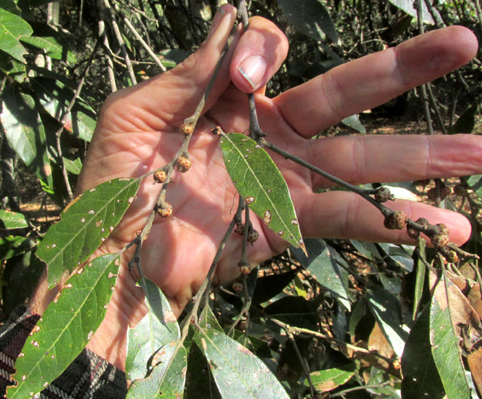 QUERCUS LAURINA, leaves & immature acorns
