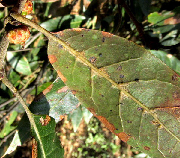 QUERCUS LAURINA, leaf undersurfaces