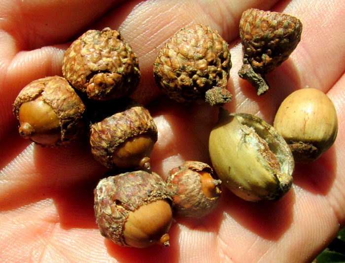 QUERCUS LAURINA, previous year's acorns