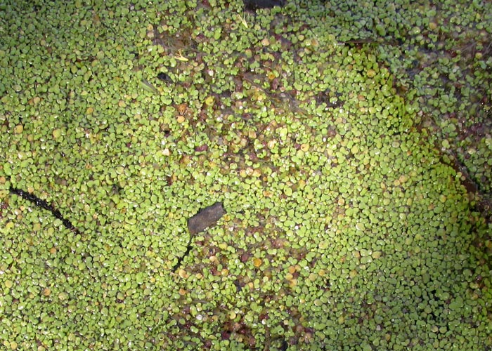 Fat Duckweed, LEMNA GIBBA, covering pond