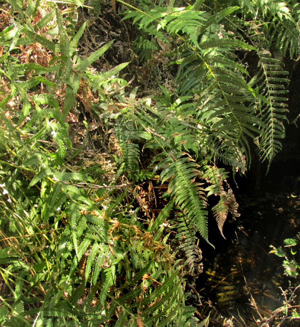 aff. DRYOPTERIS FILIX-MAS, habitat by spring