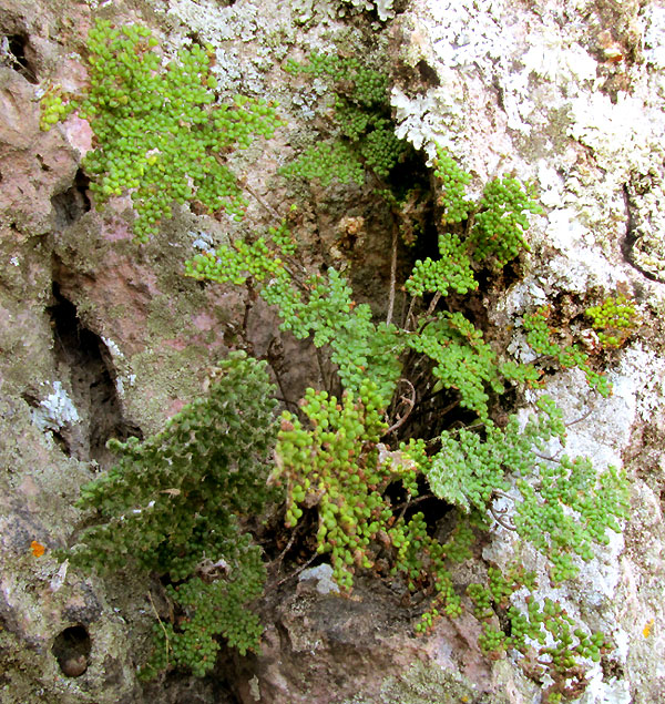 Hemionitis myriophylla, habitat