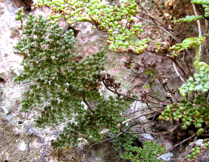 Hemionitis myriophylla, fronds showing drought die-back