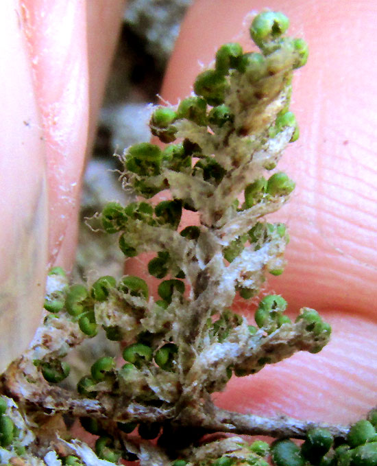 Hemionitis myriophylla, scales close-up