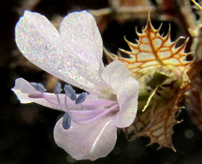 LOESELIA COERULEA, flower from frong