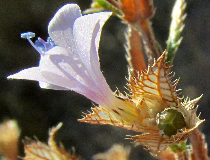LOESELIA COERULEA, flower and fruit within involucre formed of bracts