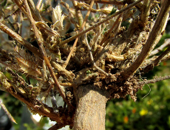 LOESELIA COERULEA, semi-woody, much-branched base